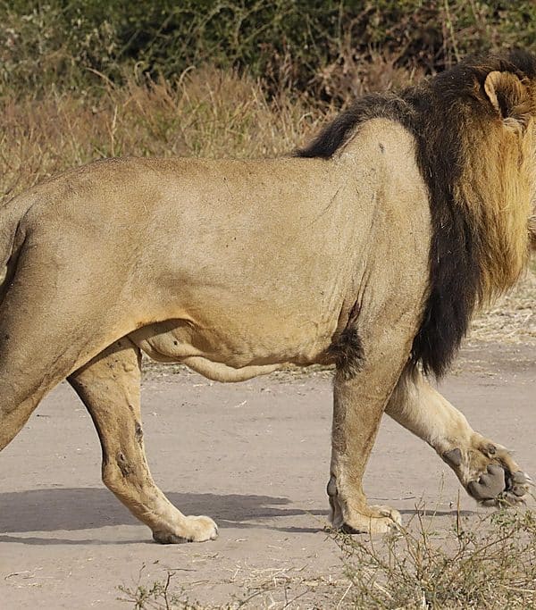 6-Day Mid-Range Adventure In Zambia, Botswana And Zimbabwe
