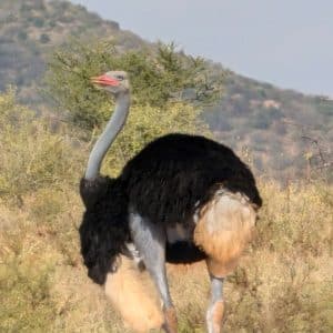 3 Day Thrilling Budget Safari In Samburu National Reserve