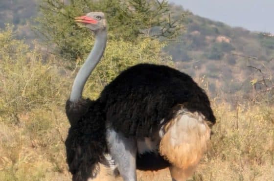 3 Day Thrilling Budget Safari In Samburu National Reserve