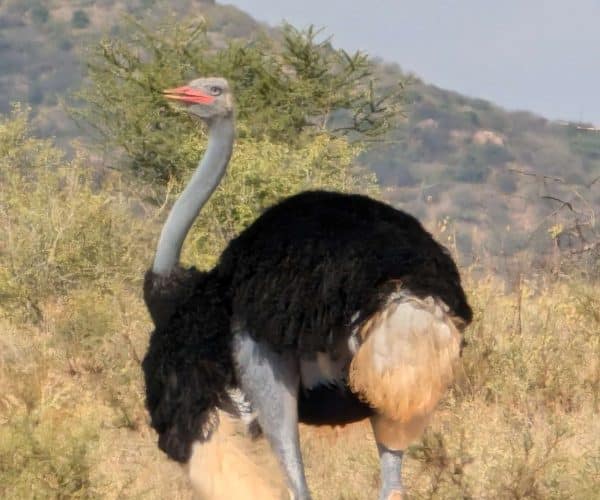 3 Day Thrilling Budget Safari In Samburu National Reserve