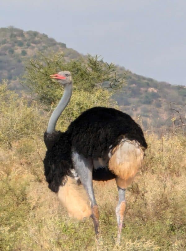3 Day Thrilling Budget Safari In Samburu National Reserve