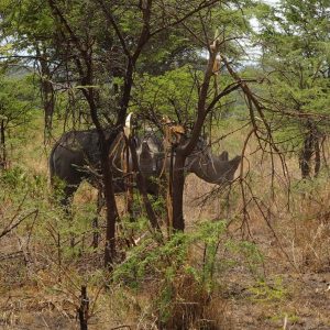 rhinos in Akagera National Park