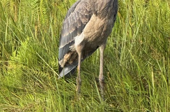 12-Day Budget Shoebill Watching & Thrilling Tour