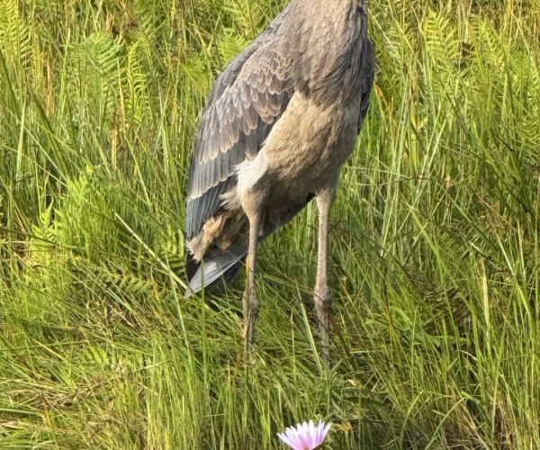 12-Day Budget Shoebill Watching & Thrilling Tour