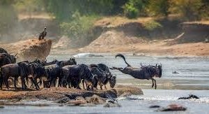 10-Day Thrilling Budget Safari In Tanzania