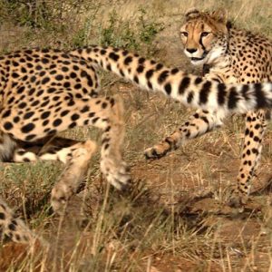 10-Day Epic Mid-Range Explore Namibia Guided Tour, Naankuse Wildlife Sanctuary, Naankuse Wildlife Sanctuary Tours, Kolmanskop Tours