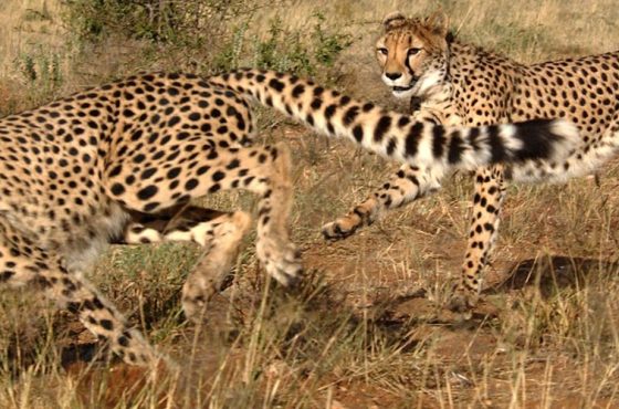 10-Day Epic Mid-Range Explore Namibia Guided Tour