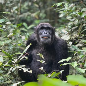 4-Day Thrilling Budget Chimp Trek & Lake Kivu Tour