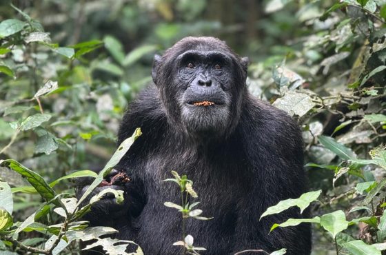 4-Day Thrilling Budget Chimp Trek & Lake Kivu Tour