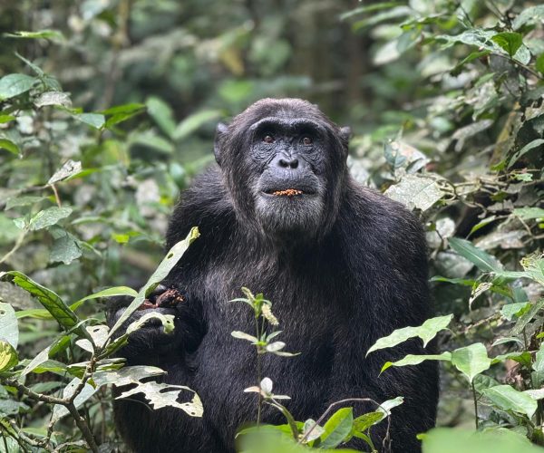 4-Day Thrilling Budget Chimp Trek & Lake Kivu Tour