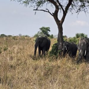 Elephants in Murchison Falls National Park