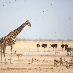 8-Day Luxury Namibia Thrilling Tour, Etosha National Park Safaris
