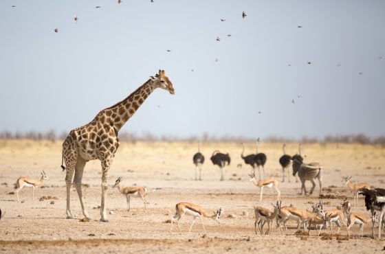 12-Day Lively Etosha, Swakopmund & Damaraland Luxury Tour