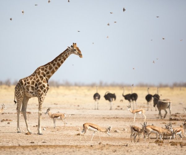 12-Day Lively Etosha, Swakopmund & Damaraland Luxury Tour