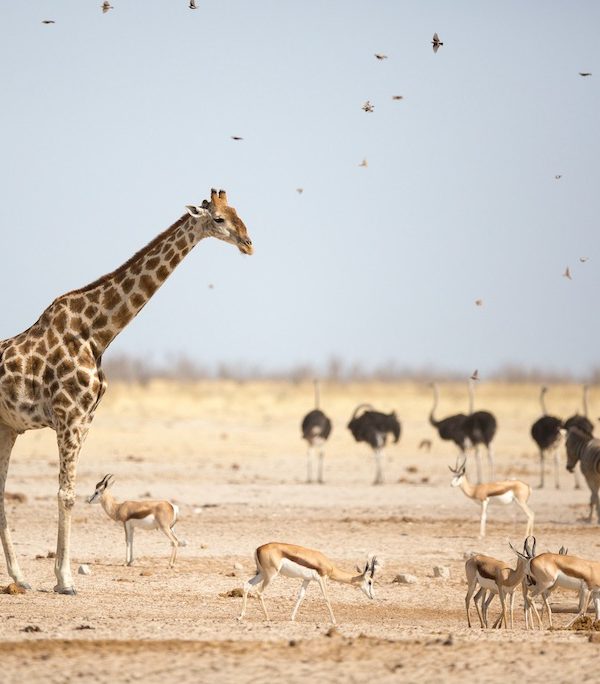 8-Day Luxury Namibia Thrilling Tour, Etosha National Park Safaris