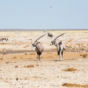 Etosha National Park 2