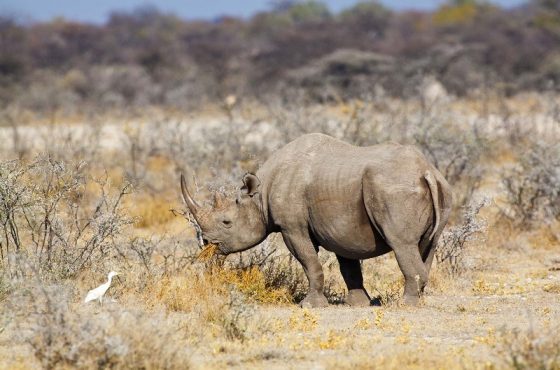 8-Day Mid-Range Namibia Thrilling Tour