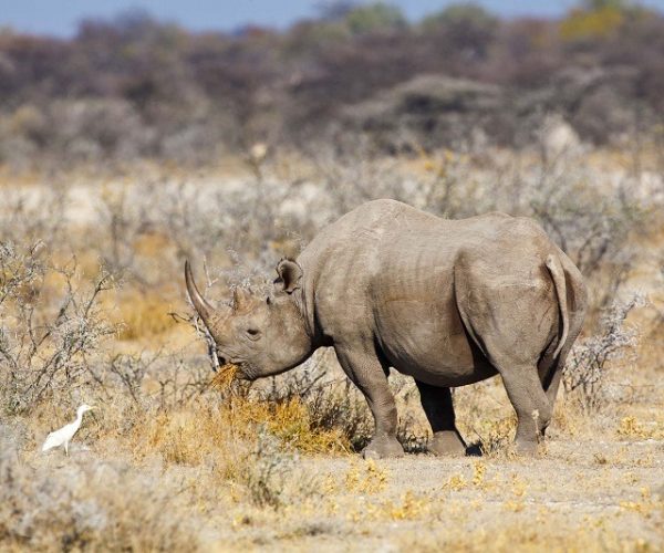 8-Day Mid-Range Namibia Thrilling Tour