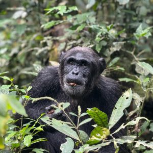 11-Day Thrilling Luxury Safari In Kenya And Uganda