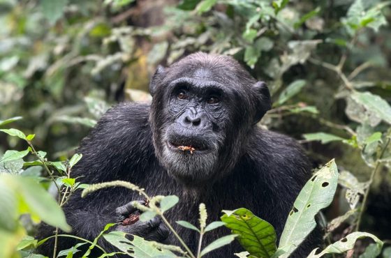11-Day Thrilling Luxury Safari In Kenya And Uganda