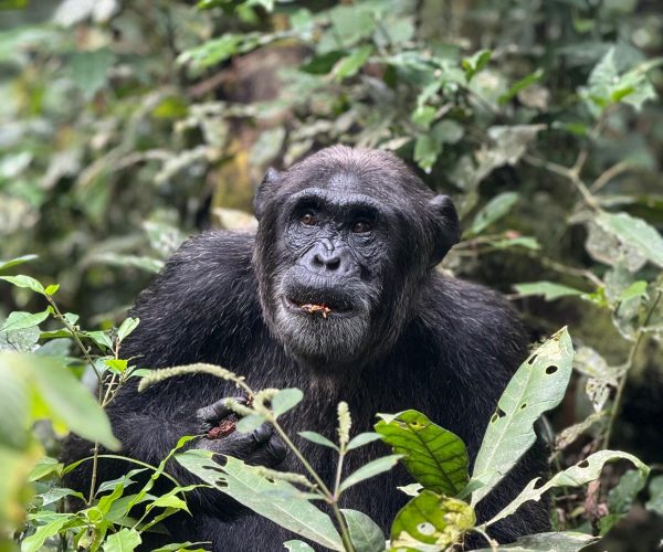 11-Day Thrilling Luxury Safari In Kenya And Uganda