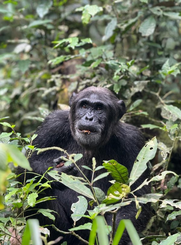 11-Day Thrilling Luxury Safari In Kenya And Uganda
