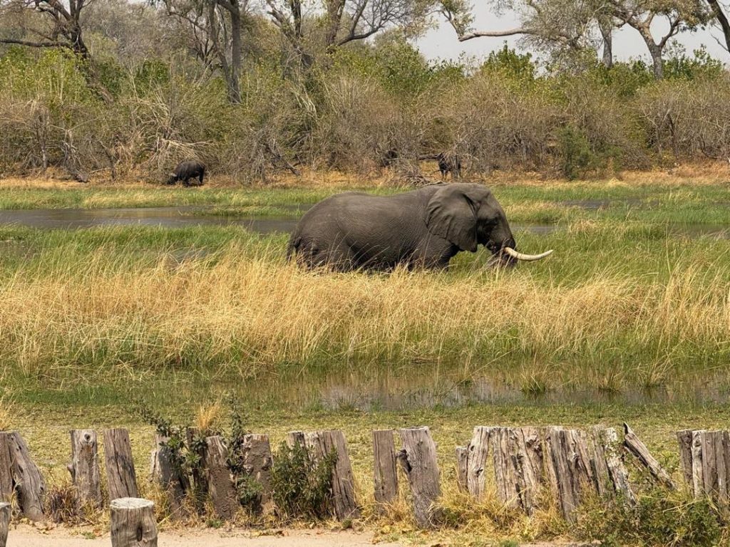 7 Day Thrilling Luxury Safari In Linyanti and Khwai Concession