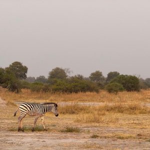 Moremi (2)