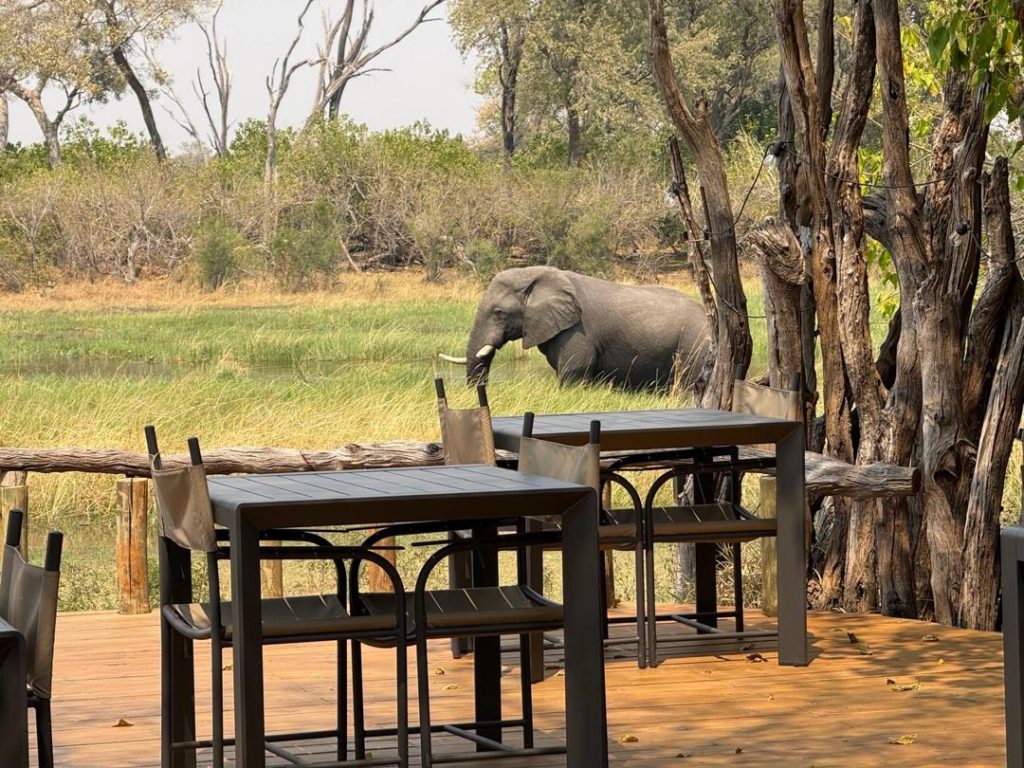 12 Day Botswana Exceptional Wildlife Luxury Vacation