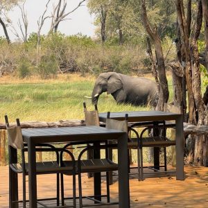 12 Day Botswana Exceptional Wildlife Luxury Vacation