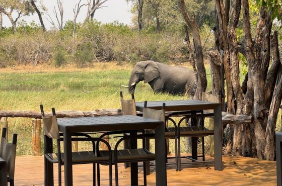 12 Day Botswana Exceptional Wildlife Luxury Vacation