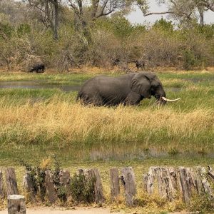 7 Day Thrilling Luxury Safari In Linyanti and Khwai Concession