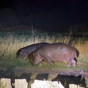 Moremi Game Reserve Safaris