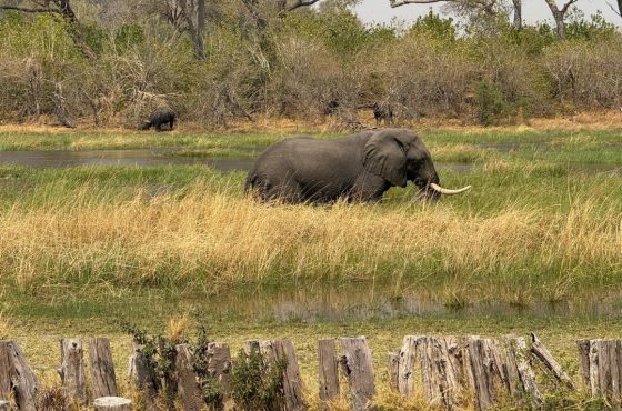 7 Day Thrilling Luxury Safari In Linyanti and Khwai Concession