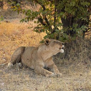 Ultimate 3-Day Luxury Safari Adventure in Moremi Game Reserve
