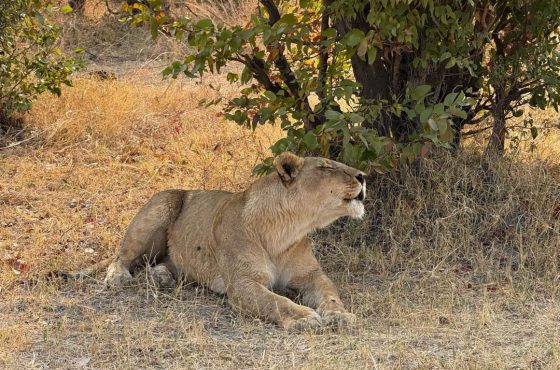 Ultimate 3-Day Luxury Safari Adventure in Moremi Game Reserve