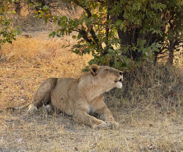Ultimate 3-Day Luxury Safari Adventure in Moremi Game Reserve