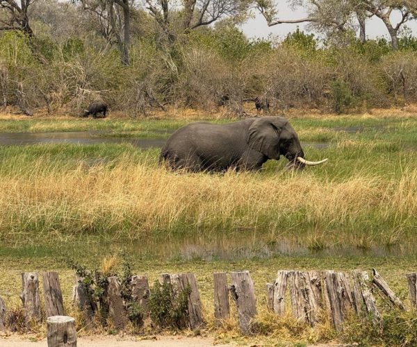 7 Day Thrilling Luxury Safari In Linyanti and Khwai Concession