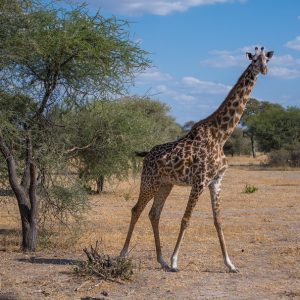10-Day Thrilling Mid-Range Safari In Tanzania