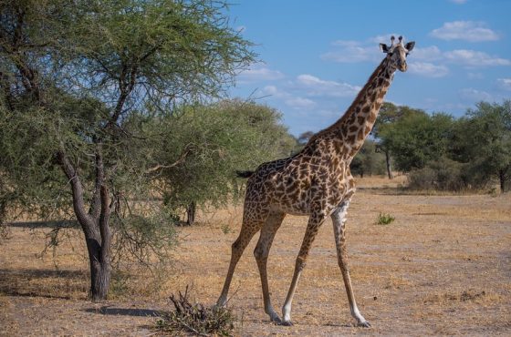10-Day Thrilling Mid-Range Safari In Tanzania