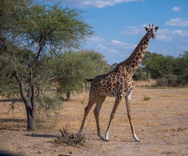 10-Day Thrilling Mid-Range Safari In Tanzania