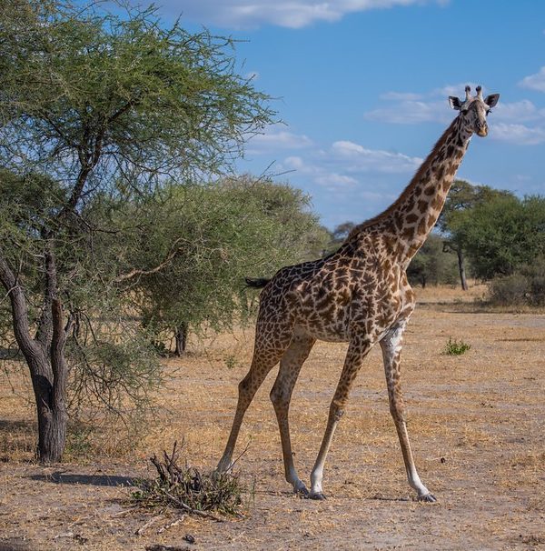 10-Day Thrilling Mid-Range Safari In Tanzania