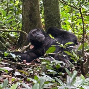 3-Day Thrilling Kibale Chimpanzee Budget Tour