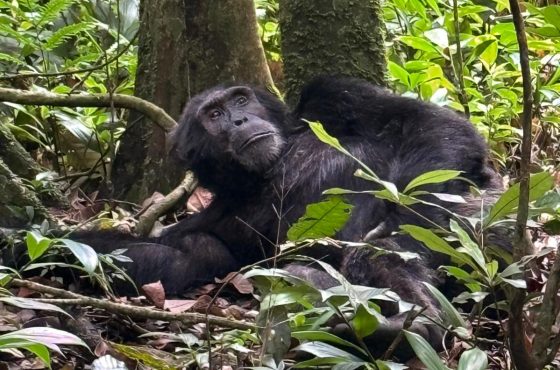 3-Day Thrilling Kibale Chimpanzee Budget Tour