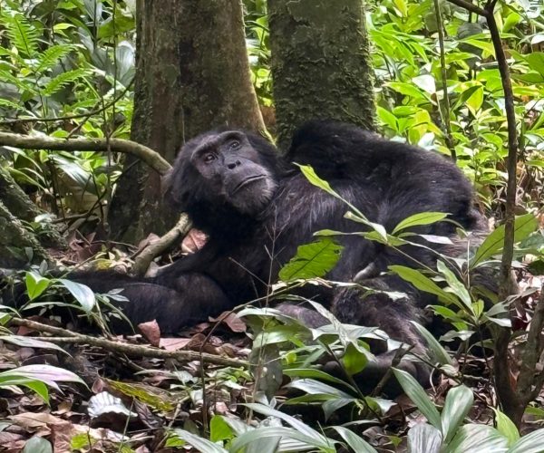 3-Day Thrilling Kibale Chimpanzee Budget Tour