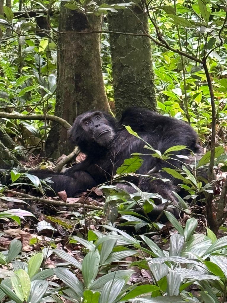 3-Day Thrilling Kibale Chimpanzee Budget Tour