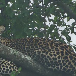 11-Day Thrilling Budget Safari In Kenya And Uganda