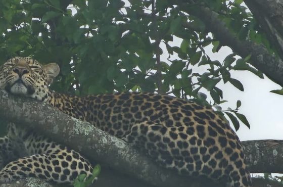 11-Day Thrilling Budget Safari In Kenya And Uganda