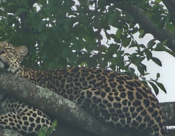 11-Day Thrilling Budget Safari In Kenya And Uganda