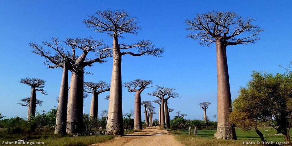 7-Day Madagascar Eastern Rainforest Thrilling Experience